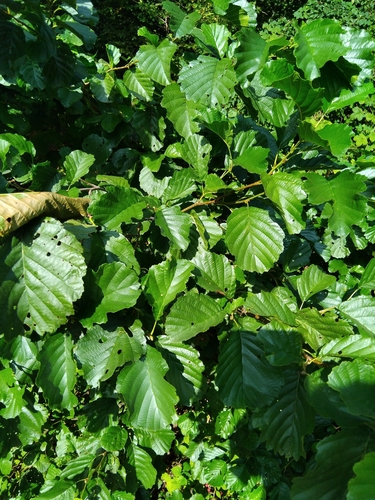 common alder
