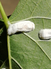 Pulvinaria hydrangeae