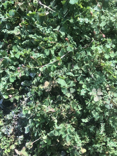 Creeping Woodsorrel