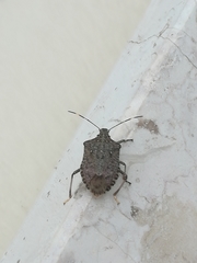 Halyomorpha halys