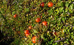 Coprosma perpusilla perpusilla