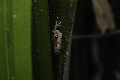Cophixalus observed 2026-09-12