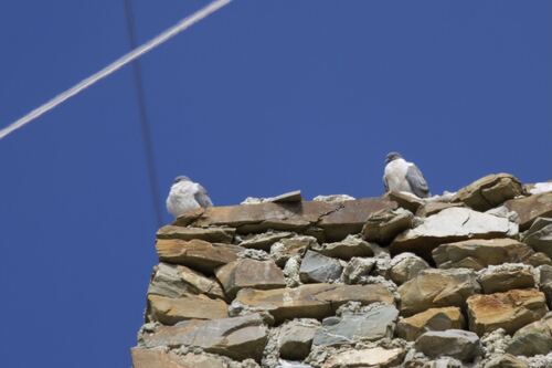 Columba leuconota, 2026-09-06