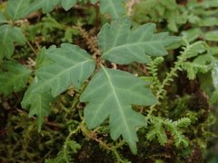 Toxicodendron orientale