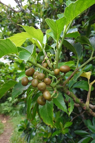 Leea philippinensis, photograph 3