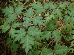 Toxicodendron orientale