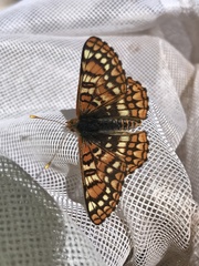 Euphydryas anicia wecoeut