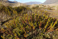 Veronica pauciramosa