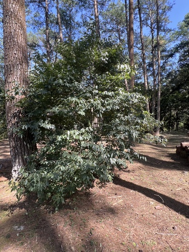 Diospyros oldhamii observed 2026-09-13
