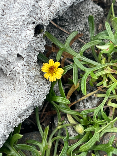 Glossocardia bidens observed 2026-09-13