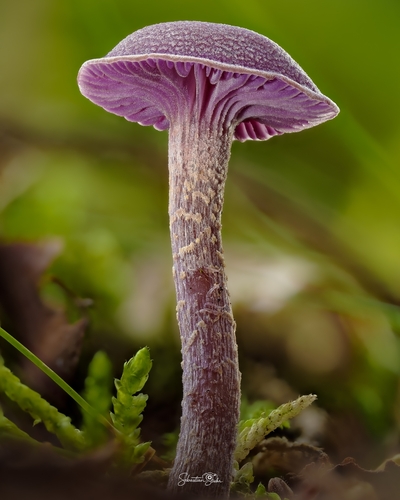 Amethyst Deceiver