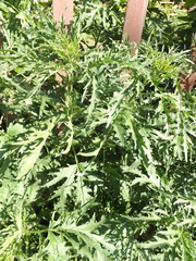 Urtica cannabina