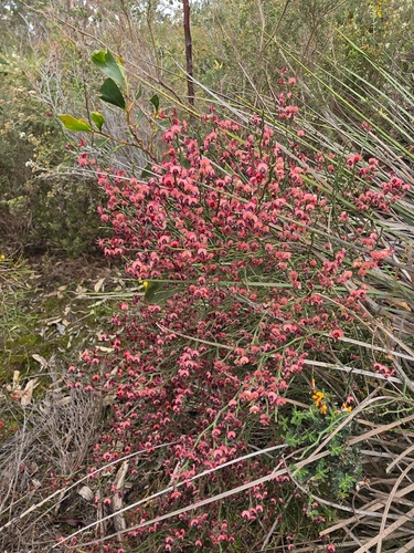 Daviesia brevifolia, photograph 3