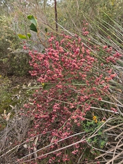 Daviesia brevifolia, photograph (c) herbie-hancock, some rights reserved (CC BY)