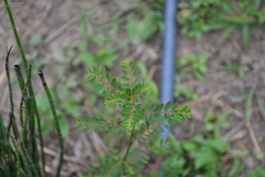 Phyllanthus niruri