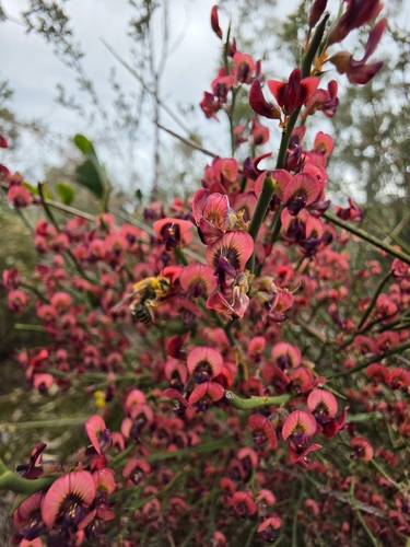 Daviesia brevifolia, photograph 4