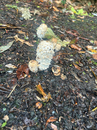 Shaggy Mane