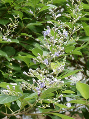Vitex trifolia