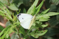 Pieris mannii