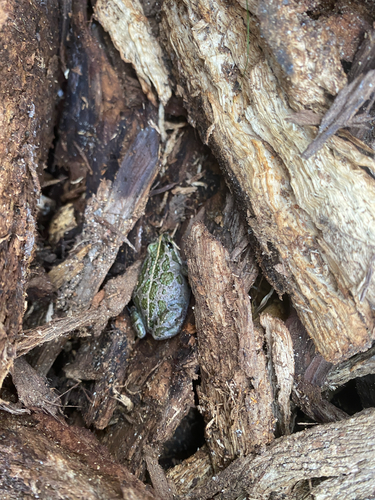 Spotted Marsh Frog