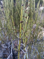 Ephedra viridis
