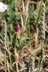 Plantago wrightiana