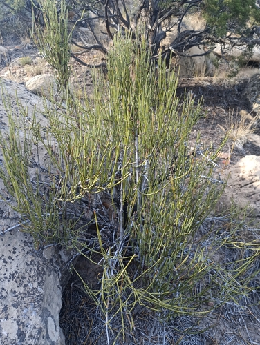 Ephedra viridis, photograph 2
