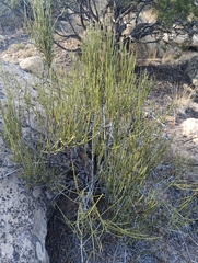 Ephedra viridis, photograph author not stated, no rights reserved