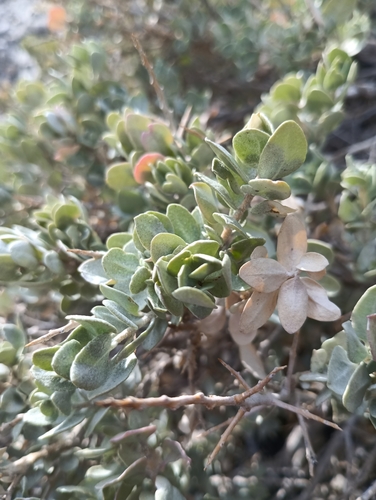 Shadscale Saltbush