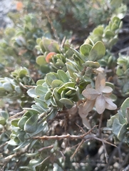Atriplex confertifolia, photograph author not stated, no rights reserved