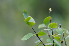 Symphoricarpos rotundifolius