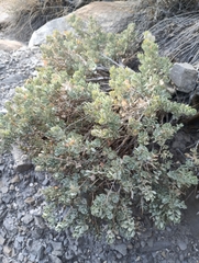 Atriplex confertifolia, photograph author not stated, no rights reserved
