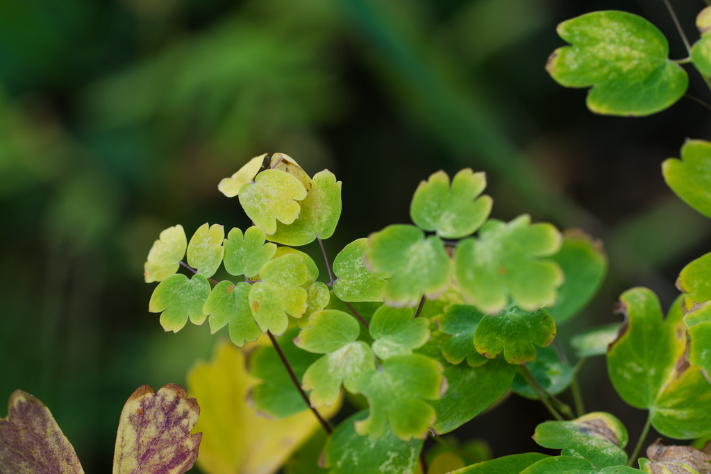 Thalictrum fendleri; photograph (c) Daughter Dad, some rights reserved (CC BY)