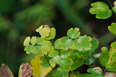 Thalictrum fendleri