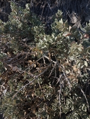 Atriplex confertifolia, photograph author not stated, no rights reserved