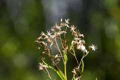 Senecio serra
