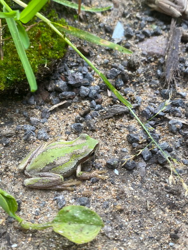Southern Brown Tree Frog