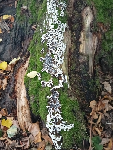 Smoky polypore