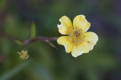 Ranunculus arvensis