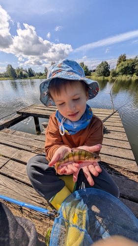 European Perch