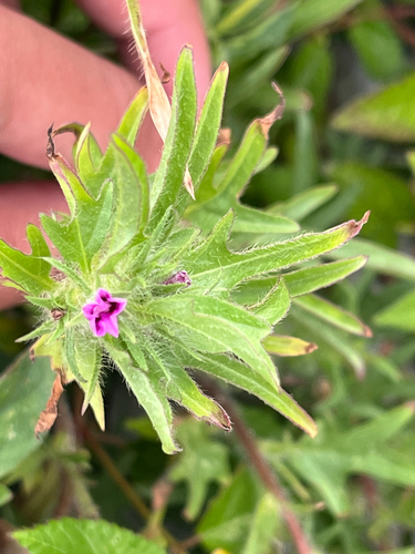 Ipomoea polymorpha observed 2026-09-11