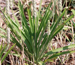 Plantago wrightiana