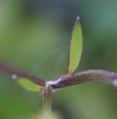 Ranunculus arvensis