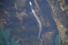 Aulorhynchus flavidus