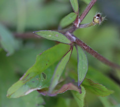 Ranunculus arvensis