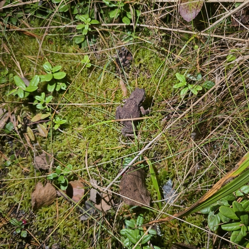 European Toad