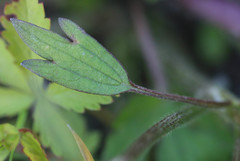 Ranunculus arvensis