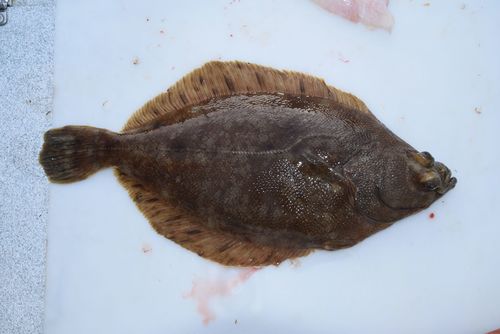Northern rock sole (Lepidopsetta polyxystra) — Pleuronectidae — 2