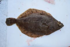 Lepidopsetta polyxystra