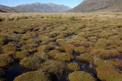 Oreobolus pectinatus